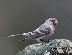 Common Redpoll