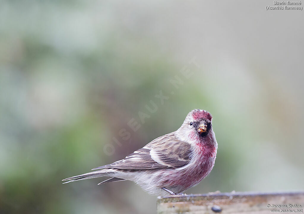 Common Redpoll male adult breeding, identification, eats