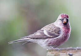 Common Redpoll