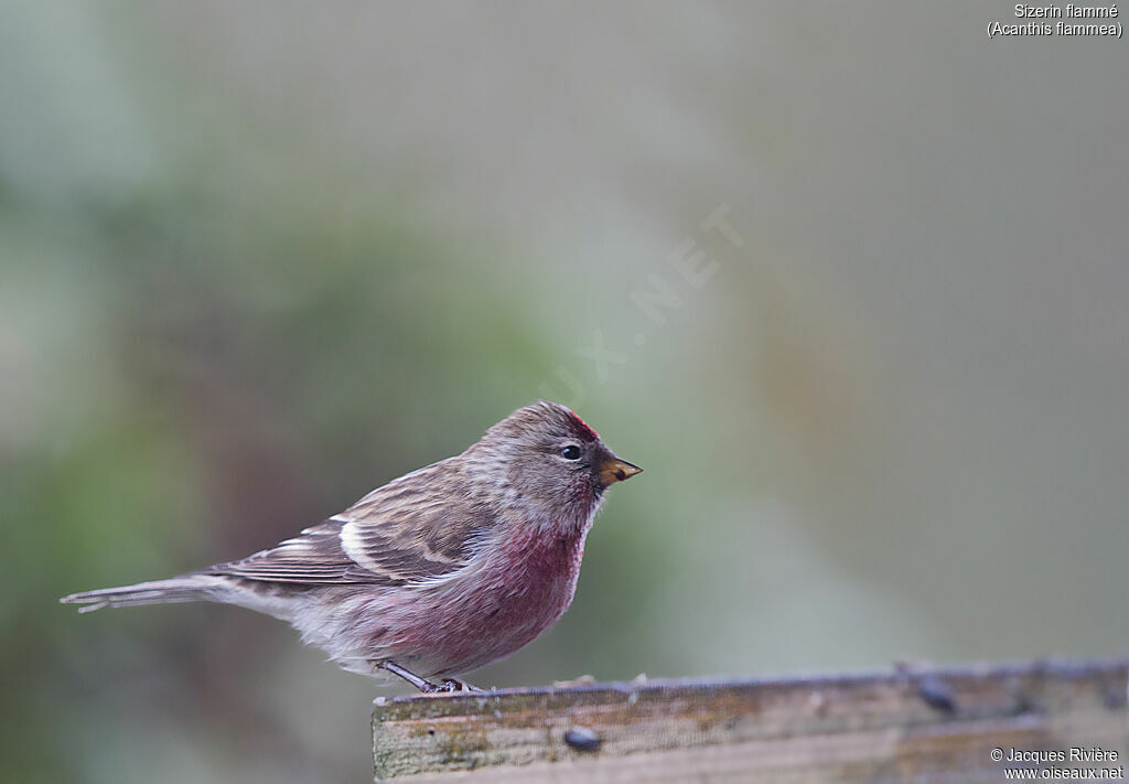 Common Redpoll male adult breeding, identification, eats