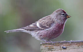 Common Redpoll