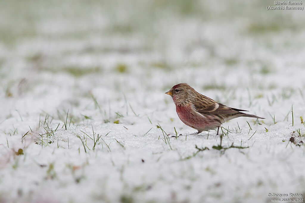 Common Redpoll male adult breeding, identification