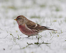 Common Redpoll