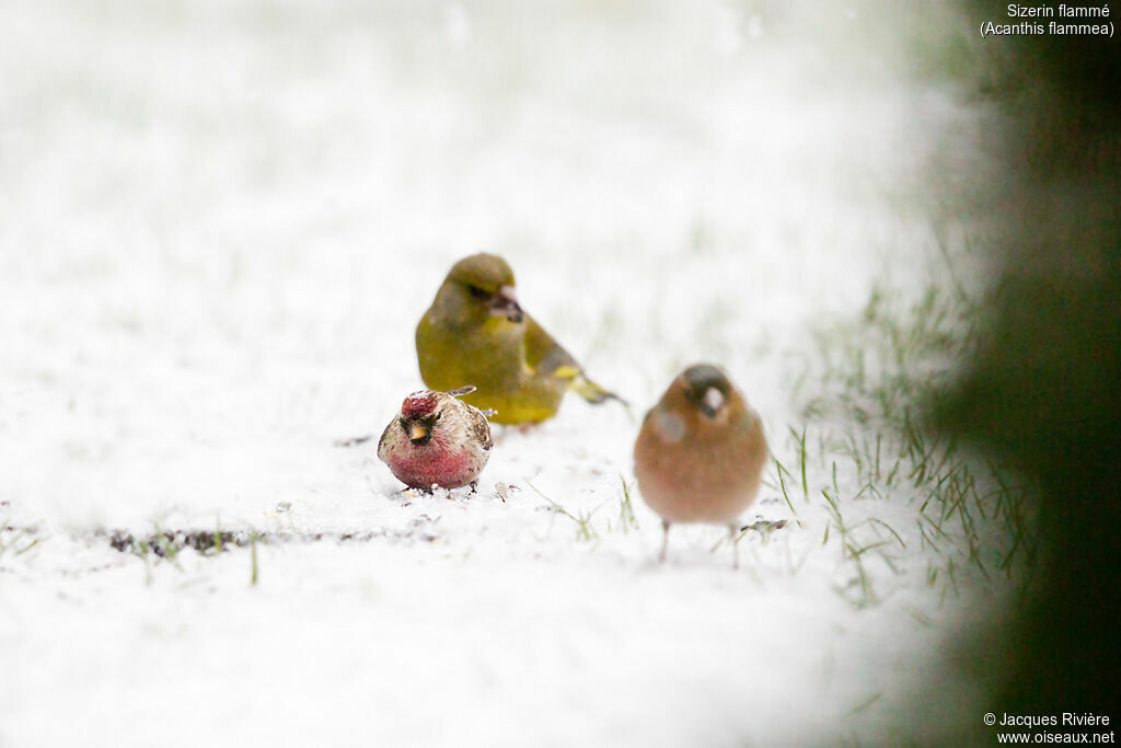 Common Redpoll male adult breeding, identification