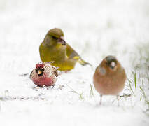 Common Redpoll