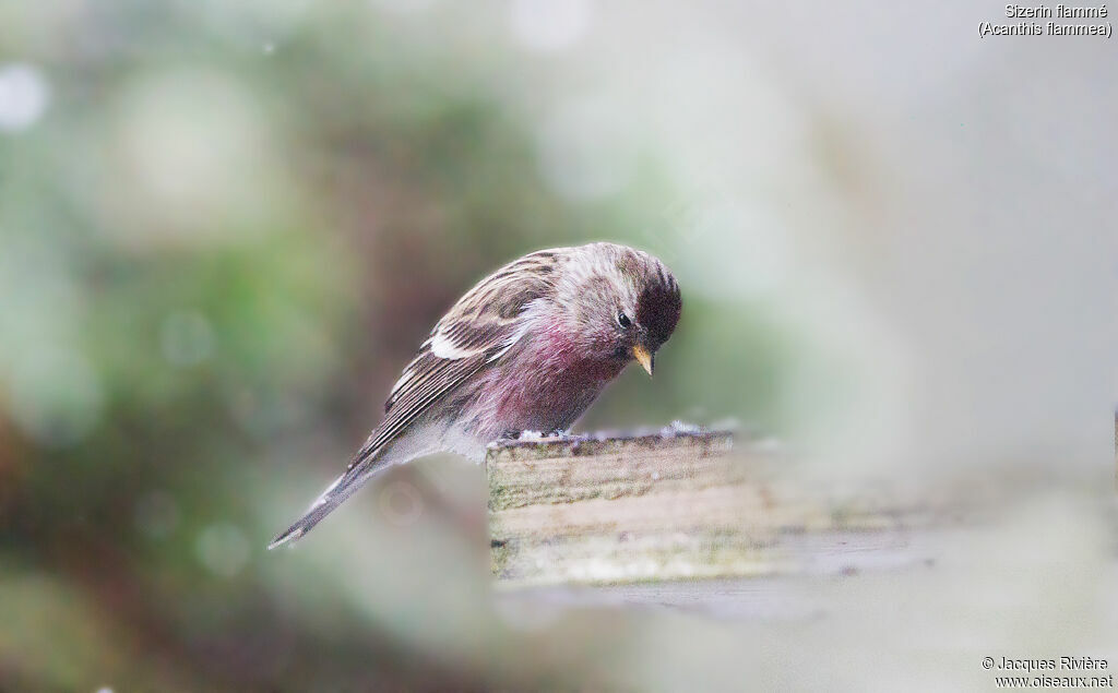 Common Redpoll male adult breeding, identification, eats