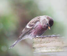 Common Redpoll