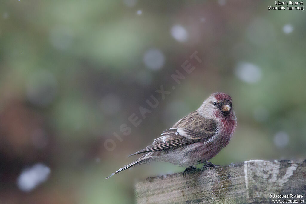 Common Redpoll male adult breeding, identification, eats