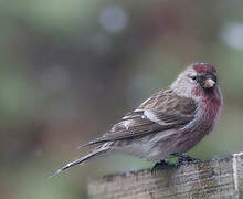 Common Redpoll