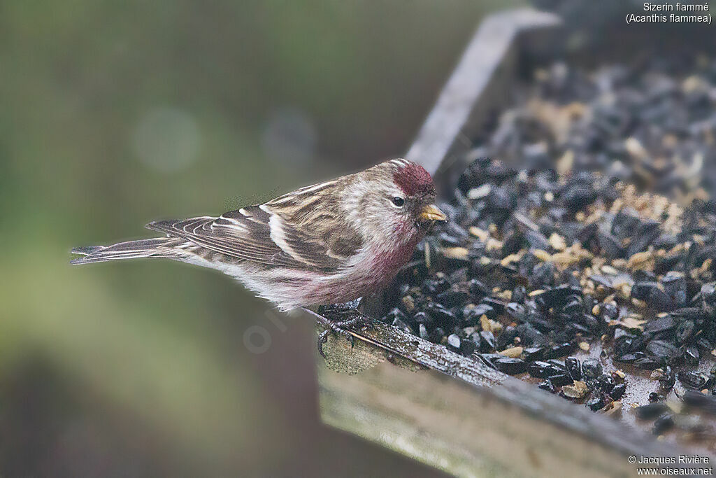 Common Redpoll male adult breeding, identification, eats