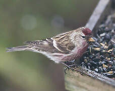 Common Redpoll