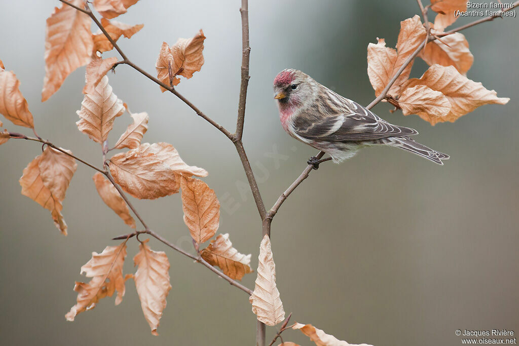 Common Redpoll male adult, identification