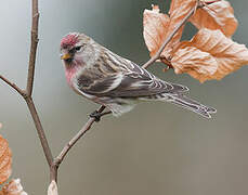 Common Redpoll