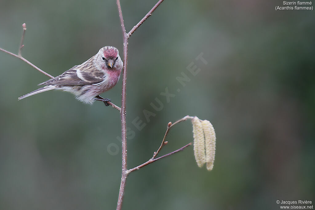 Common Redpoll male adult breeding