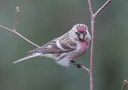 Common Redpoll