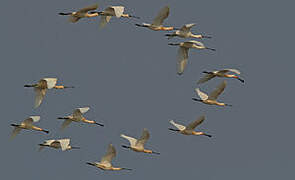 Eurasian Spoonbill