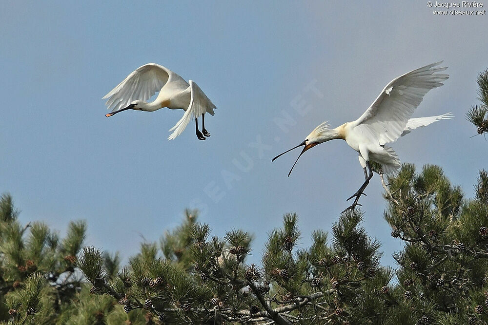 Eurasian Spoonbill adult breeding, Reproduction-nesting