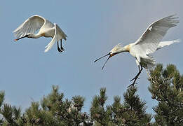 Eurasian Spoonbill