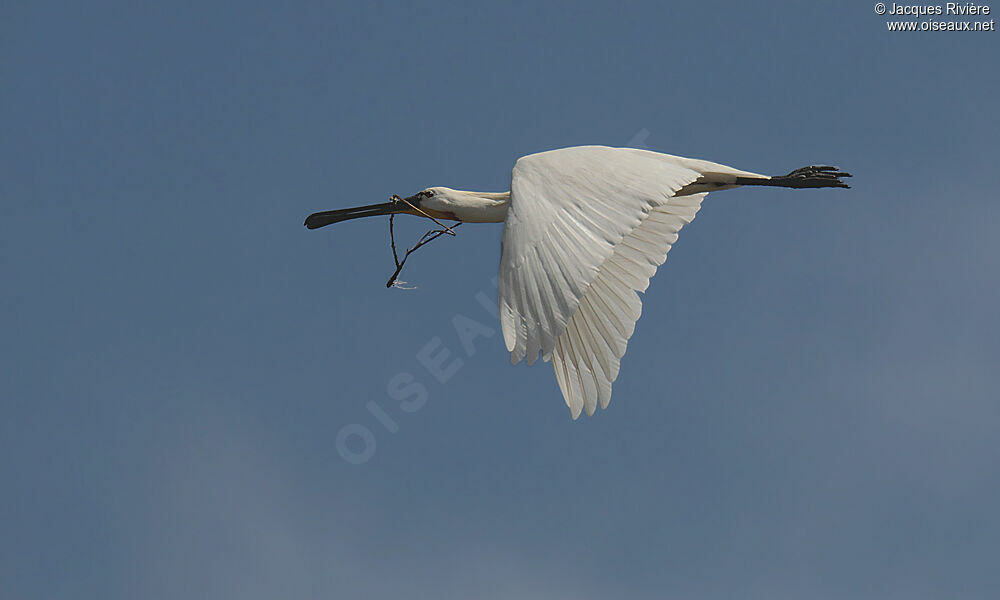 Eurasian Spoonbilladult breeding, Flight