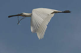 Eurasian Spoonbill