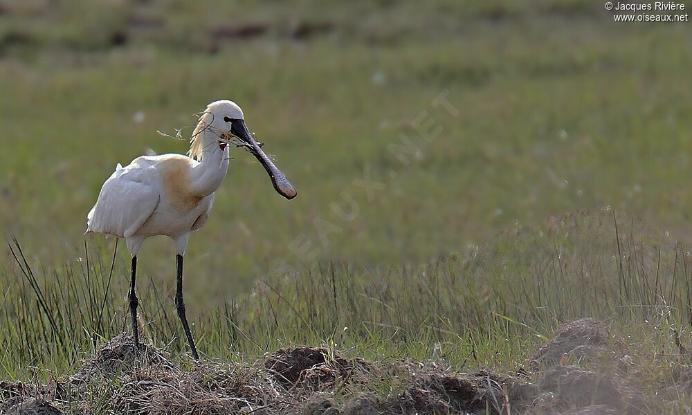 Eurasian Spoonbilladult breeding