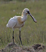 Eurasian Spoonbill