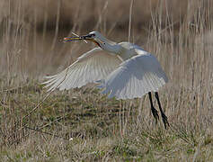 Eurasian Spoonbill