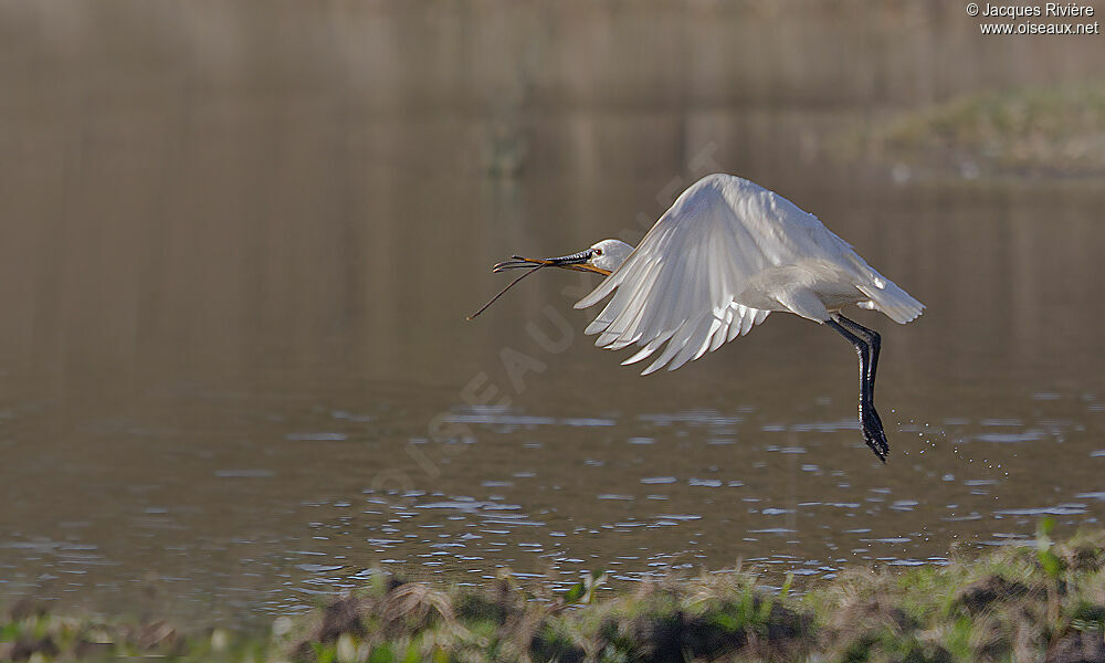 Eurasian Spoonbilladult breeding, Behaviour