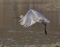 Eurasian Spoonbill