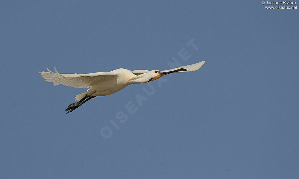 Eurasian Spoonbilladult breeding, Flight