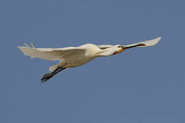 Eurasian Spoonbill