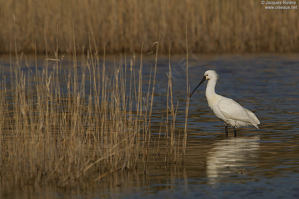 Eurasian Spoonbilladult breeding