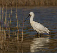 Eurasian Spoonbill