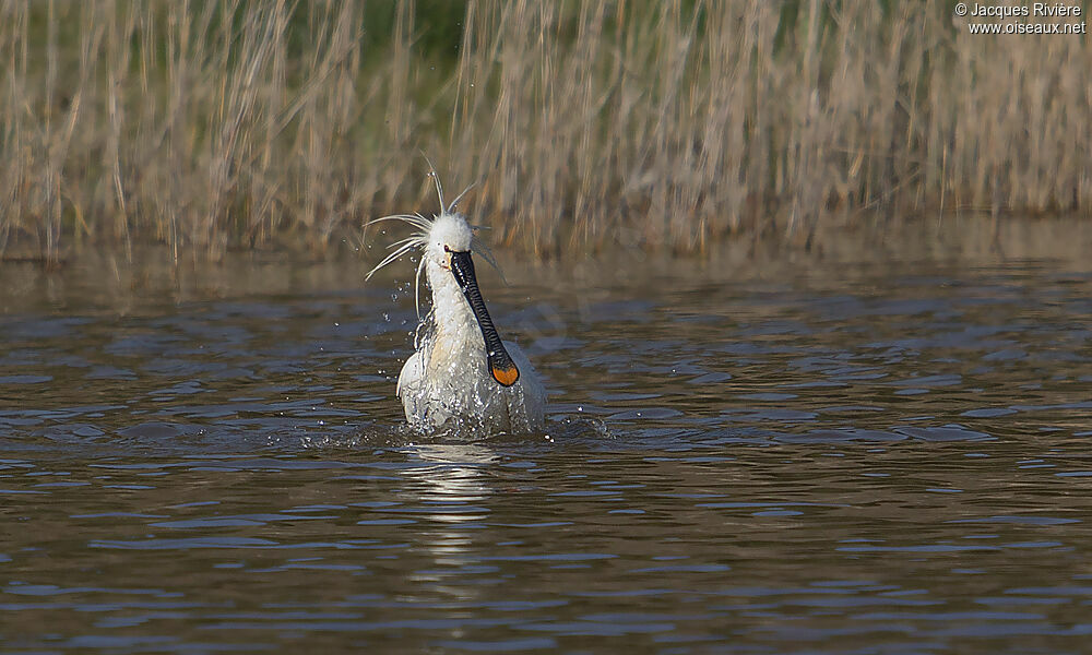 Eurasian Spoonbilladult breeding, Behaviour