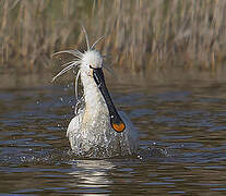 Eurasian Spoonbill