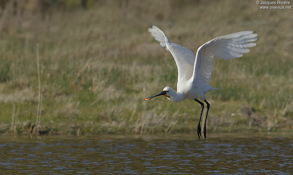 Eurasian Spoonbilladult breeding, Flight