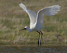 Eurasian Spoonbill