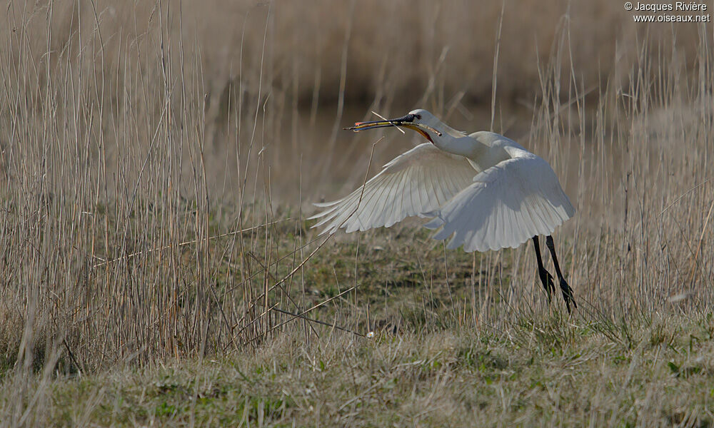 Eurasian Spoonbill, Behaviour