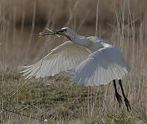 Eurasian Spoonbill