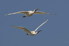 Eurasian Spoonbill