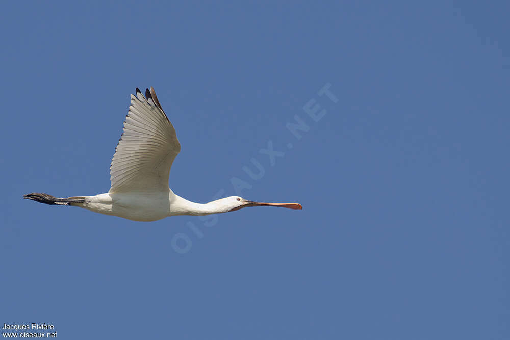 Eurasian SpoonbillFirst year, Flight