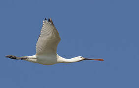 Eurasian Spoonbill