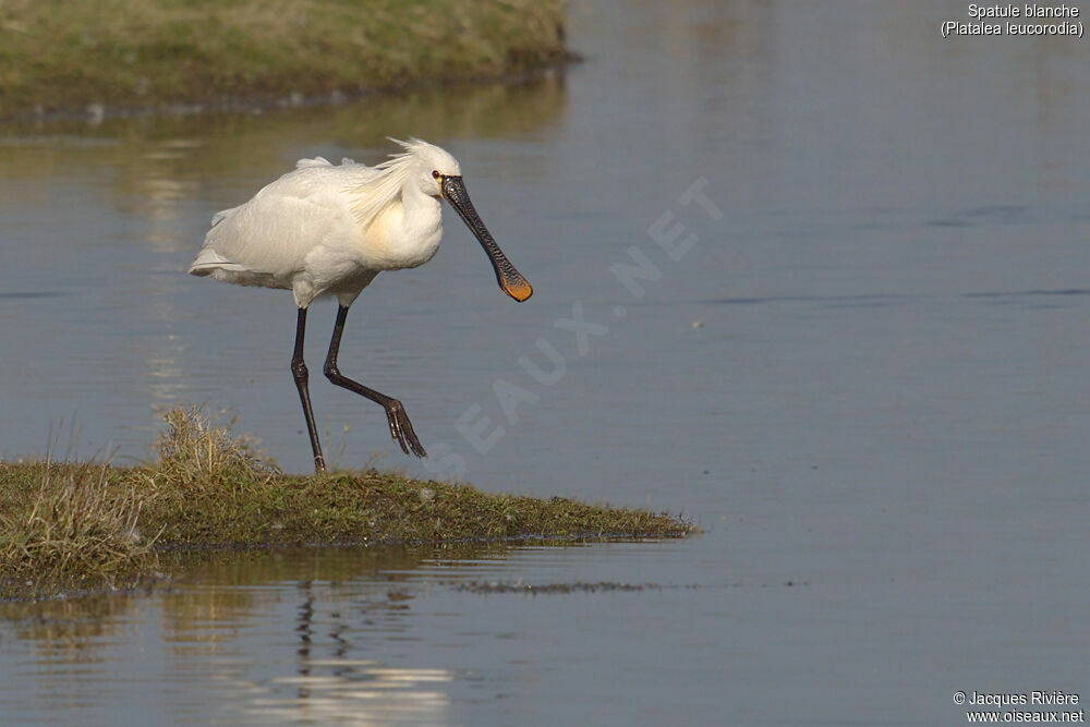 Eurasian Spoonbilladult breeding, identification, walking