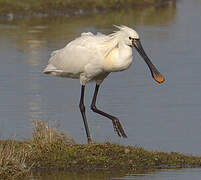 Eurasian Spoonbill