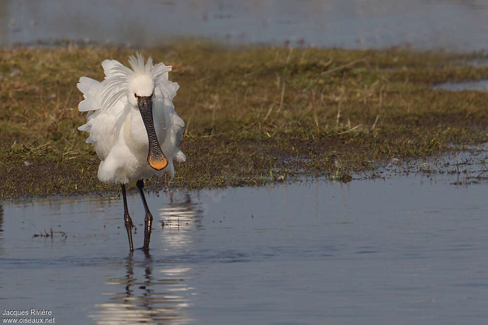 Eurasian Spoonbilladult breeding, aspect, walking