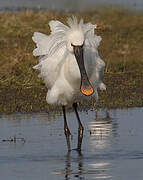 Eurasian Spoonbill