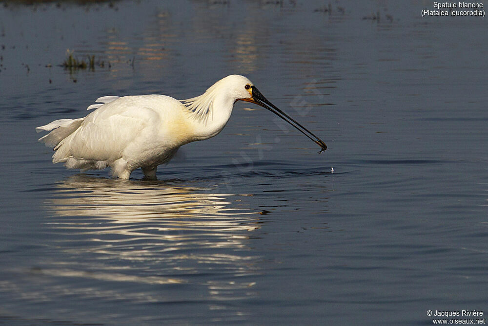 Spatule blancheadulte nuptial, identification, mange