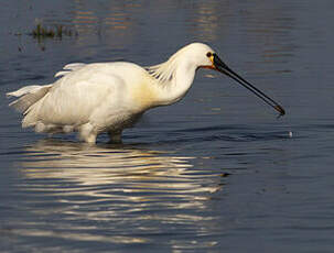 Spatule blanche