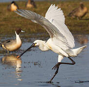 Eurasian Spoonbill