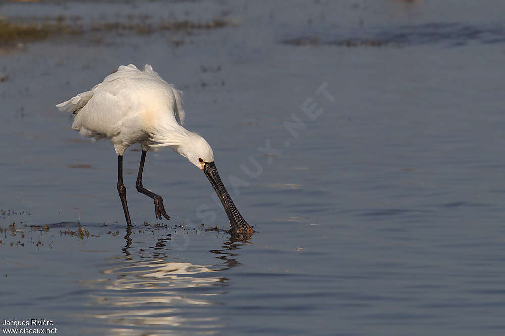 Eurasian Spoonbilladult breeding, fishing/hunting, eats